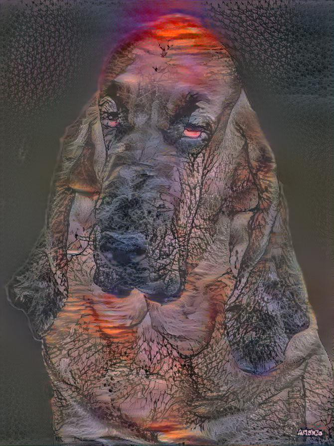 My bloodhound girl CARMEN 