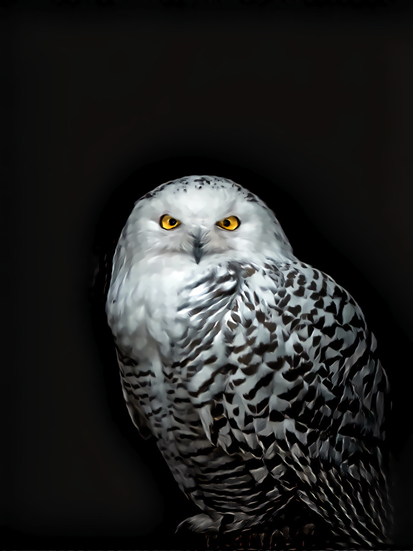 Snowy Owl. Source photo by Kai Wenzel on Unsplash.