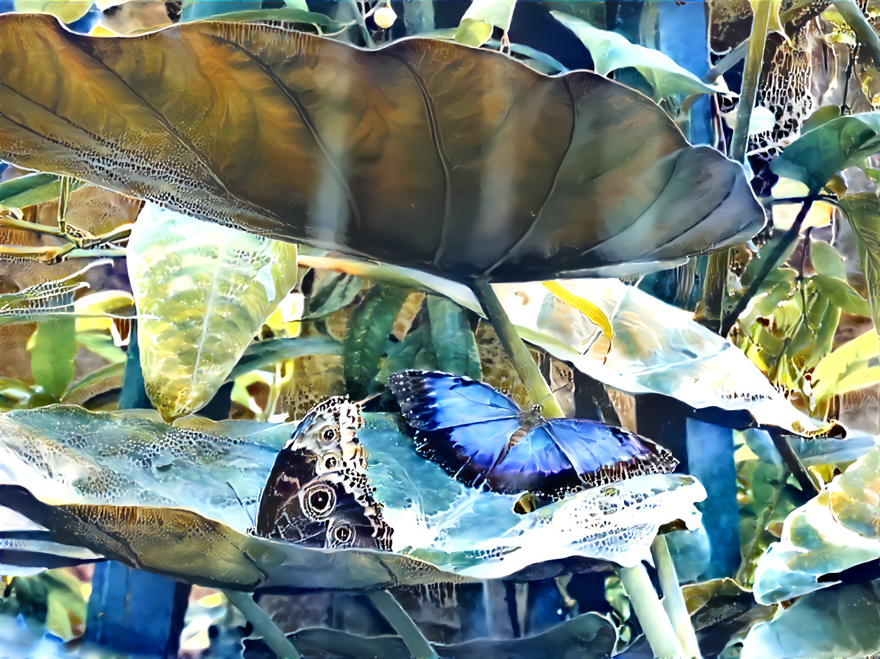 butterflies in the jungle