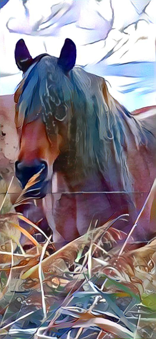 Photo I made of a horse living in a large natural pasture. I used a ‘siouxsie’ style