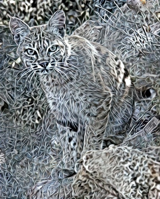 Curious Bobcat