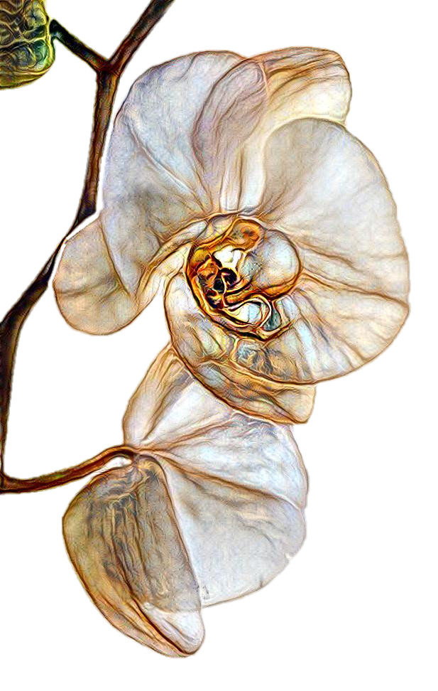 ~ Orchid ~