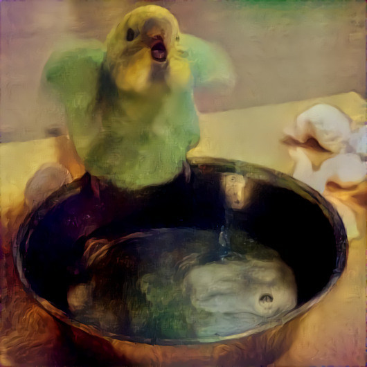 Parakeet on water bowl