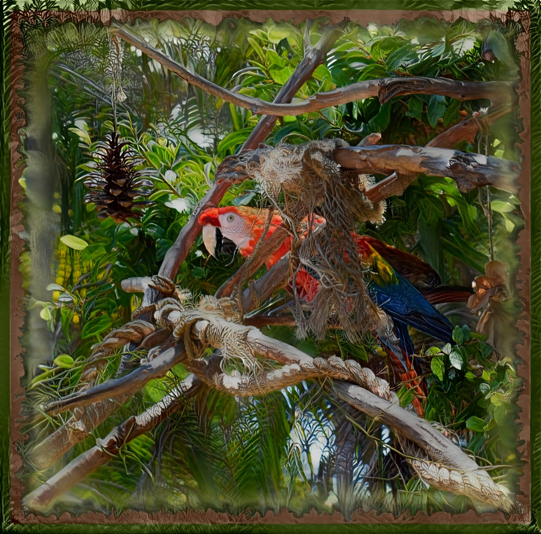 Red Macaw ( Photography by me, Rousseau style ).