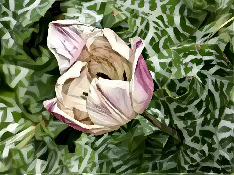 Tulip and patterned leaves