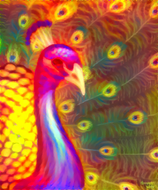 Fiery Peacock