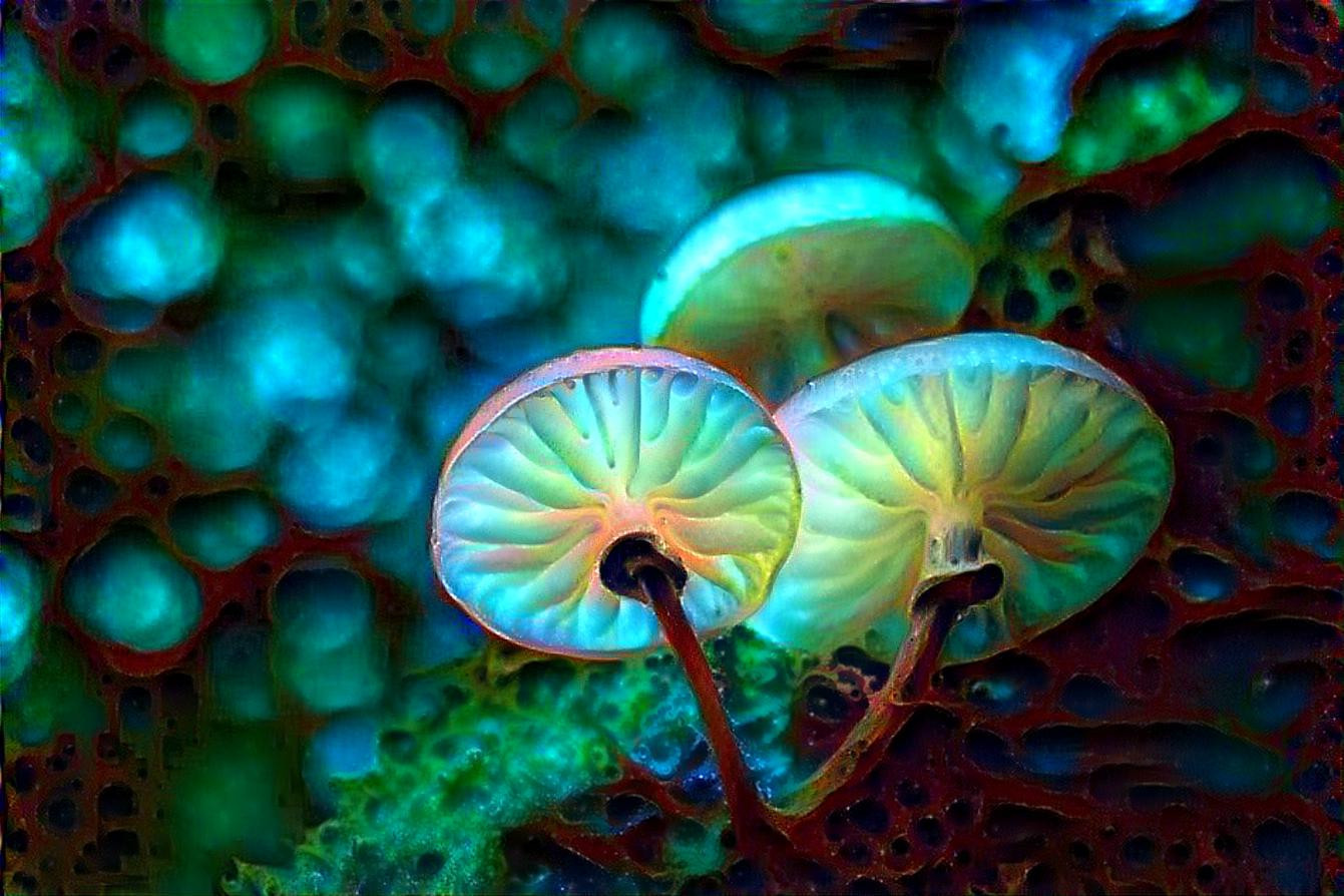 Space Shrooms