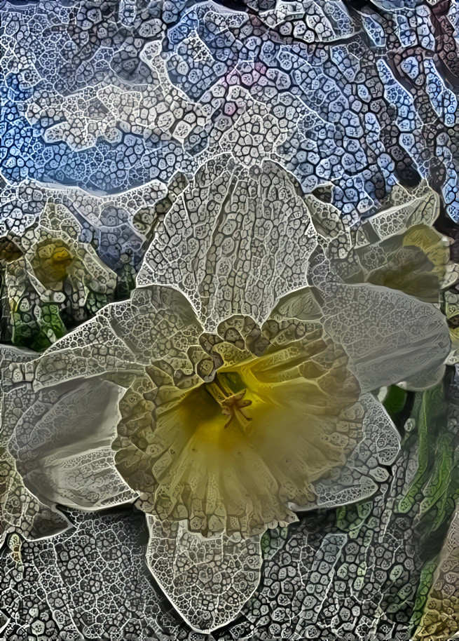 daffodil silhouette 