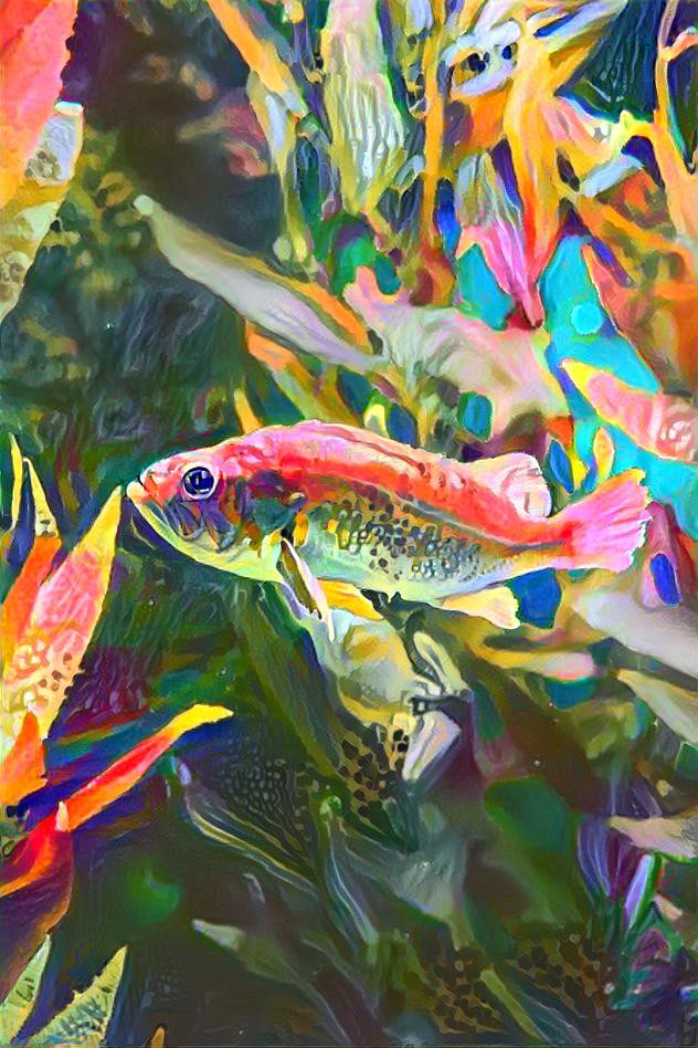 Colourful Fish Tank
