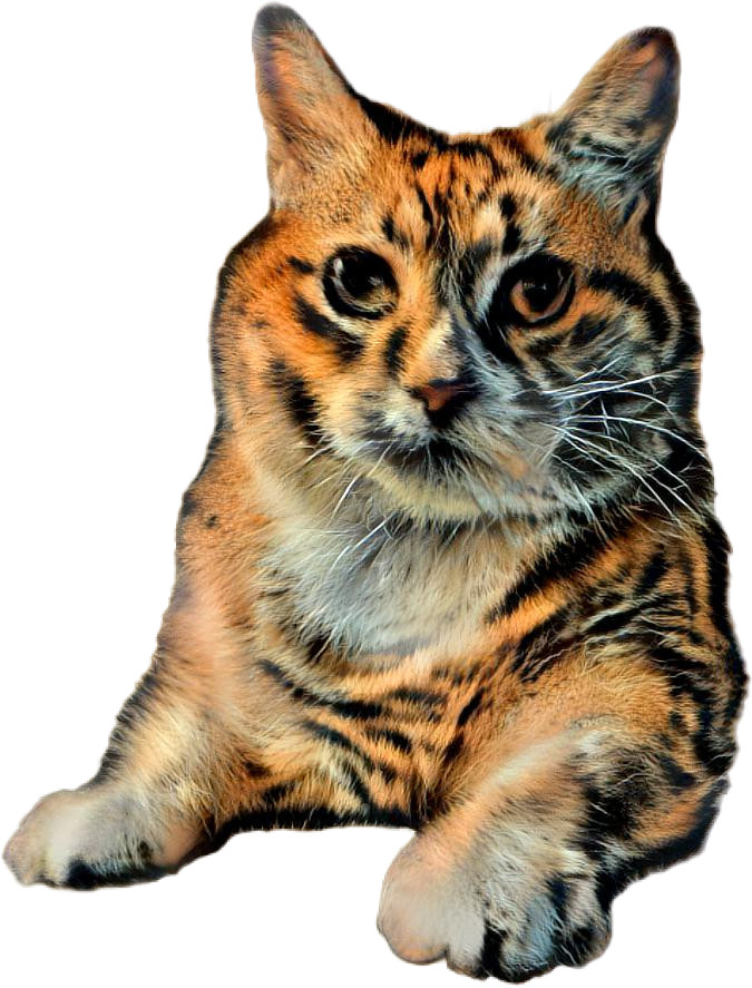 Tiger kitty 3