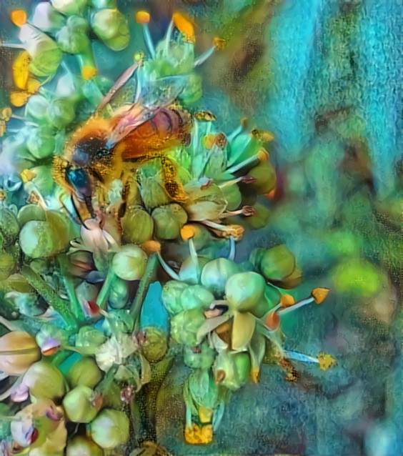 Bee on phellodendron tree