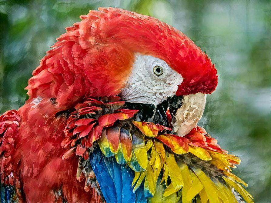 Deep Dream: Grooming Macaw (Ver.3)