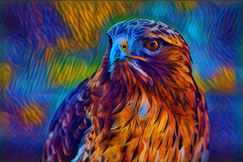 Falcon Wonderland
