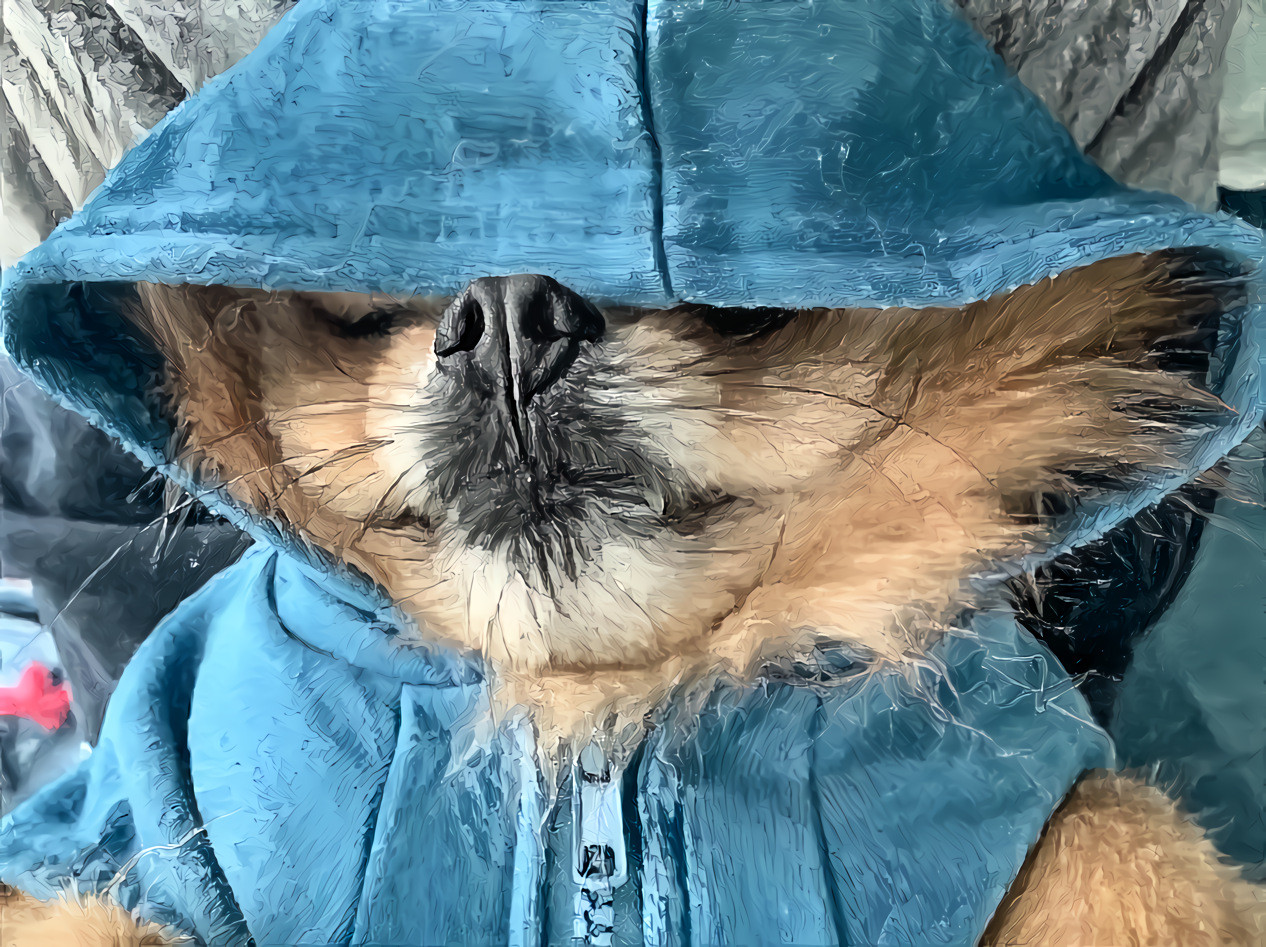 Yoda sleeping in his hoodie (1 of 2)