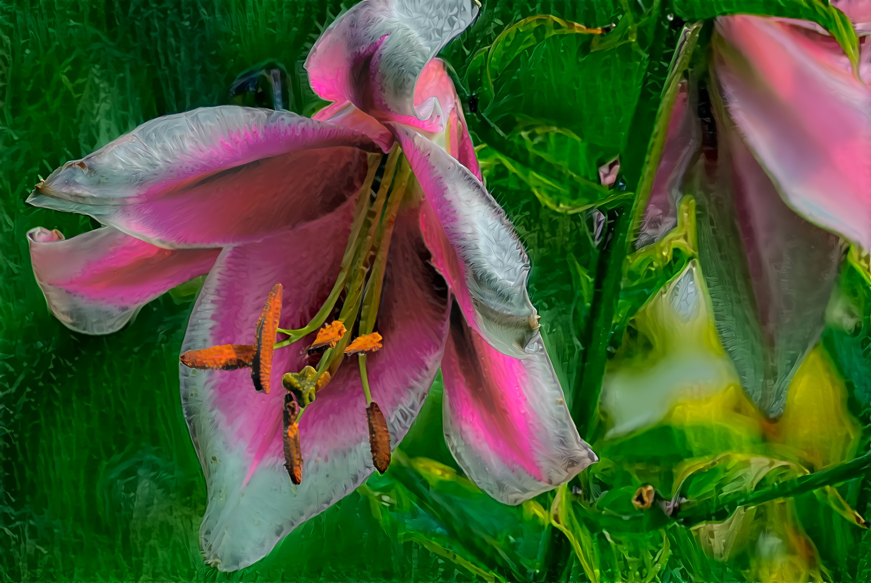 Deep Pink Lily Blossom