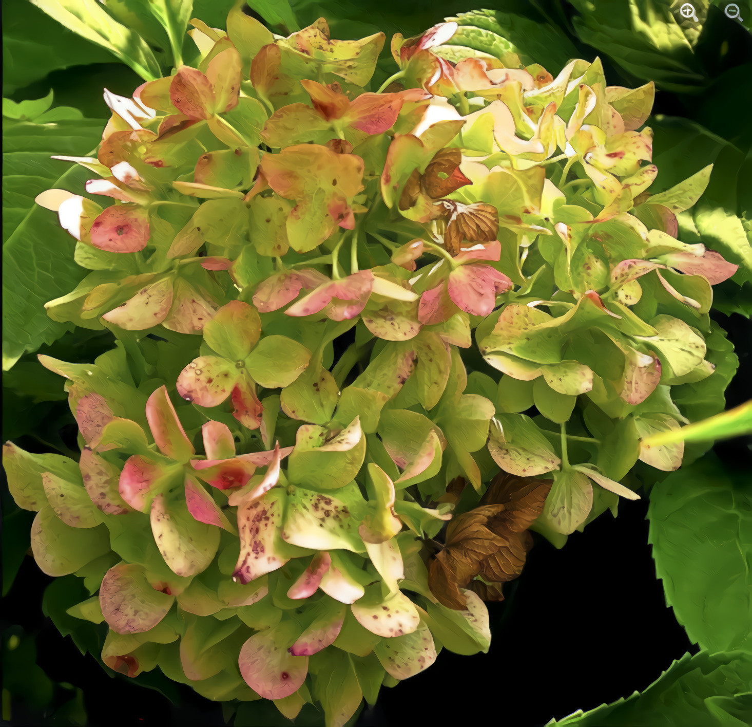 Green and Pink Hydrangea Flowers