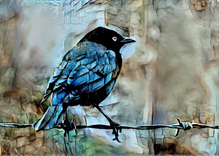 Blackbird singing in the dead of night.......