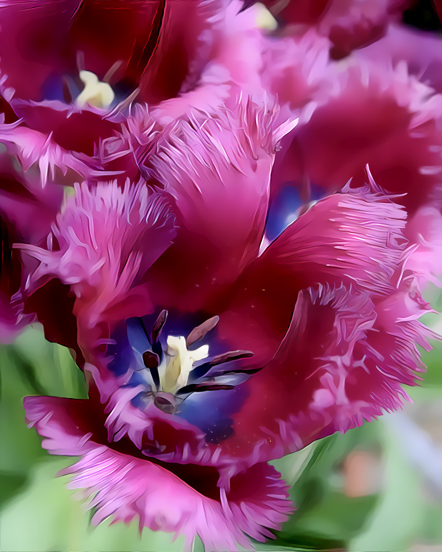 Filoli spring series #10: Purple Tulips Macro