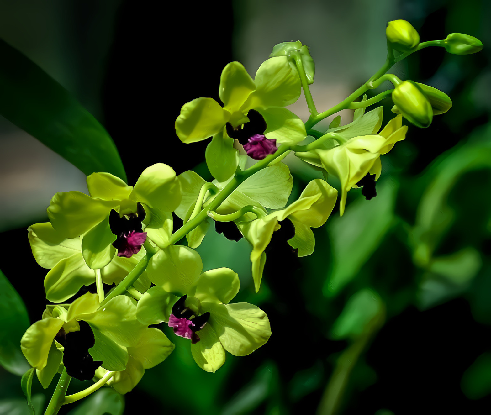 Orchid Green Purple Flower 