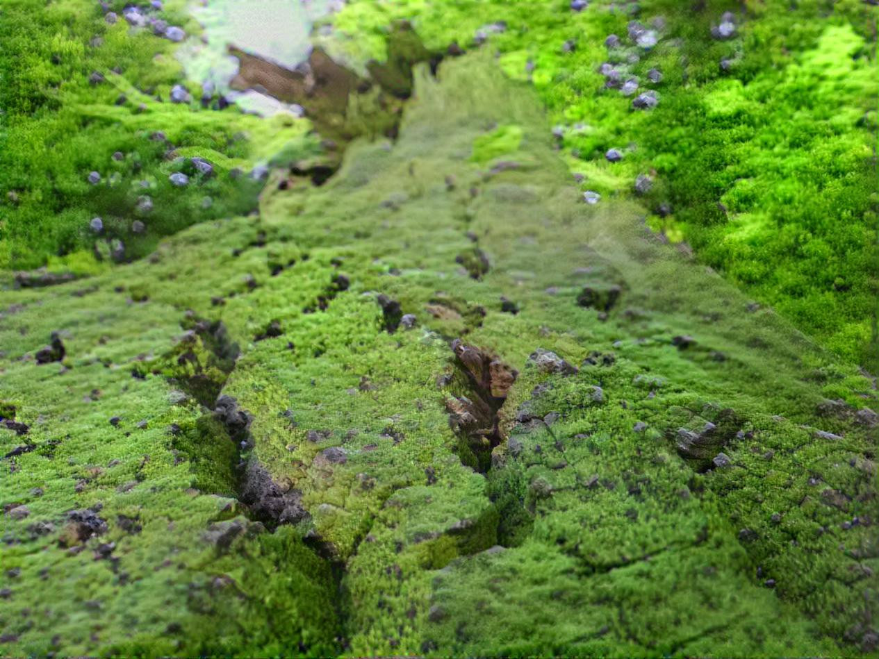 Moss bark