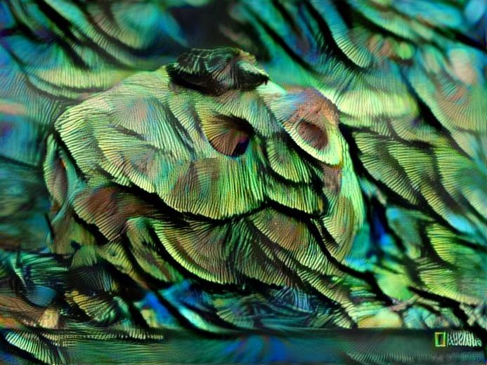 Peacock Turtles