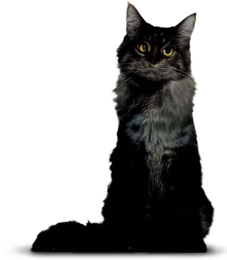 Black cat 