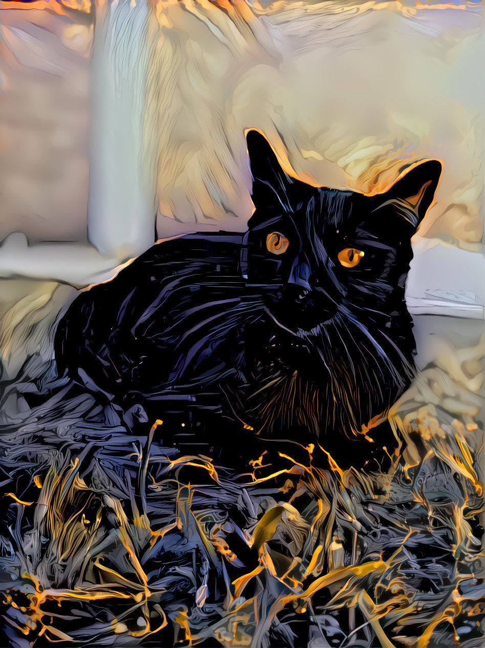 Black kittycat