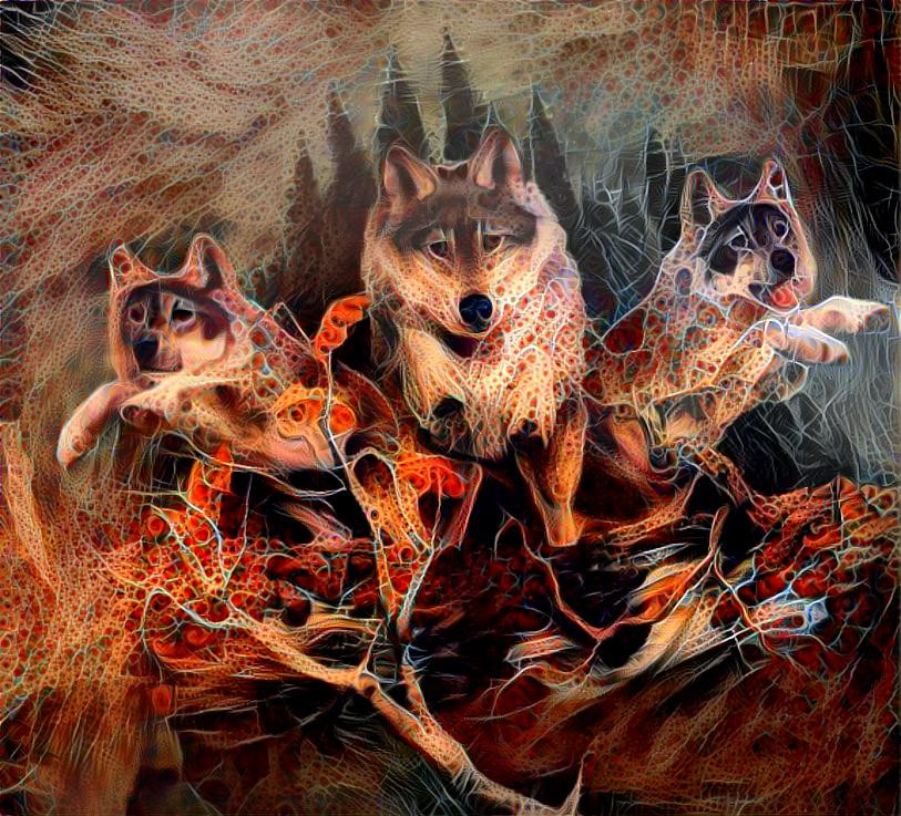 Wolves out of the forest