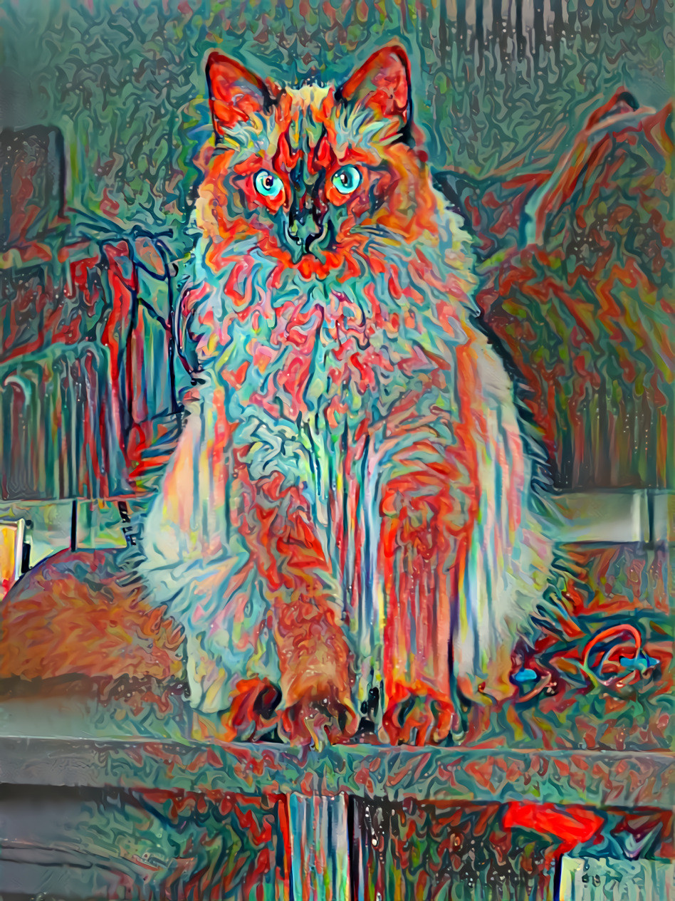 Colour paint cat
