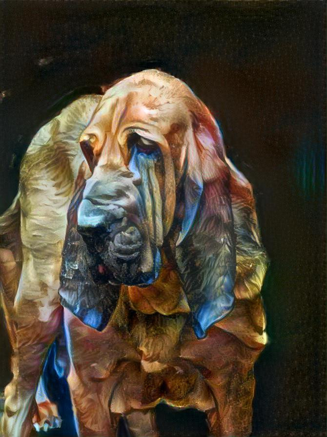 My bloodhound boy Robinson
