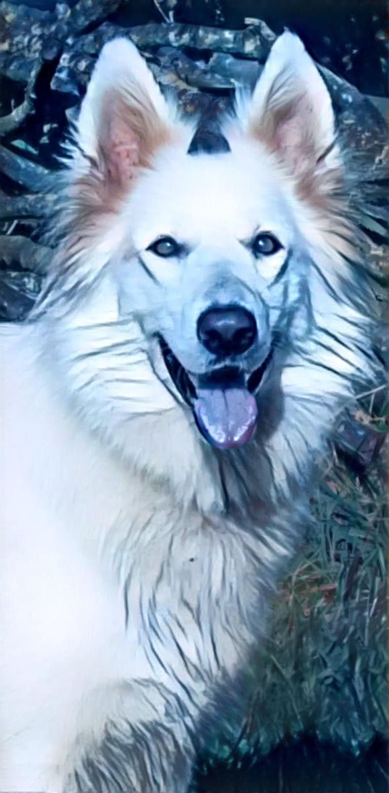 White Shepherd dog