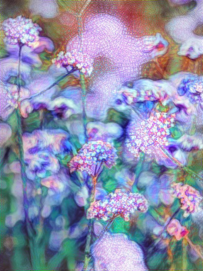 Field Flower's - My Image & Style