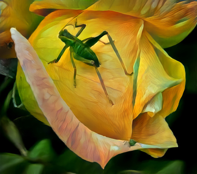 Bug on a Rose