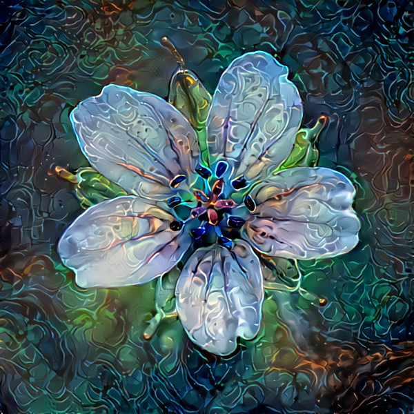 A flower's Dream