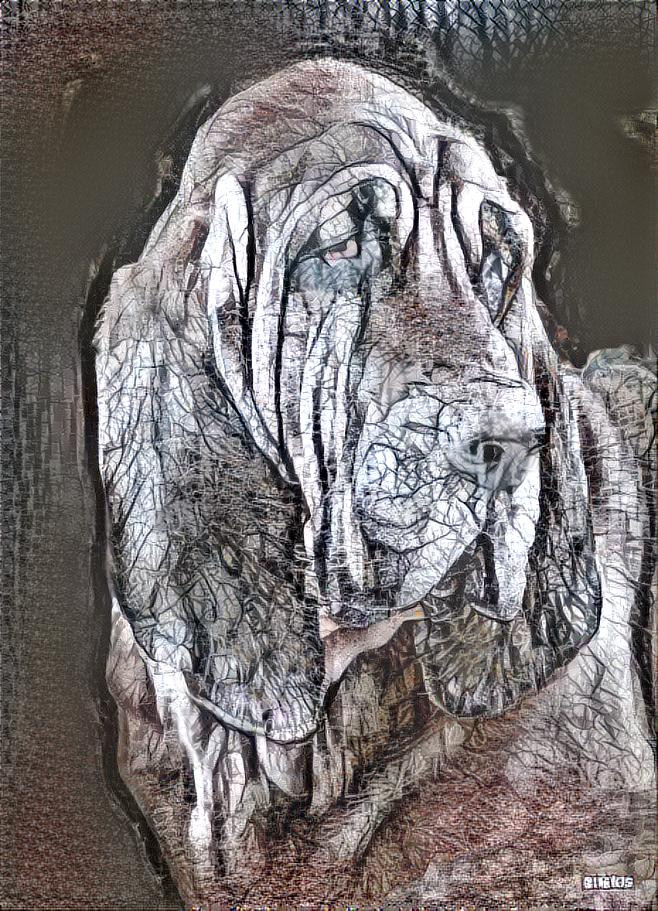 Ny bloodhound girl Rosie