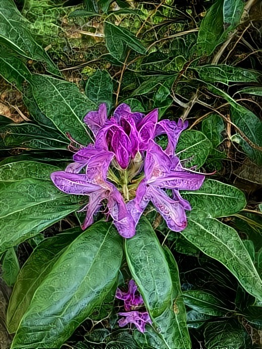 Rhododendron flower in the forest