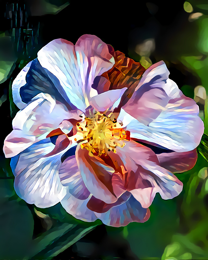 Wild Rose. Source is my own photo.