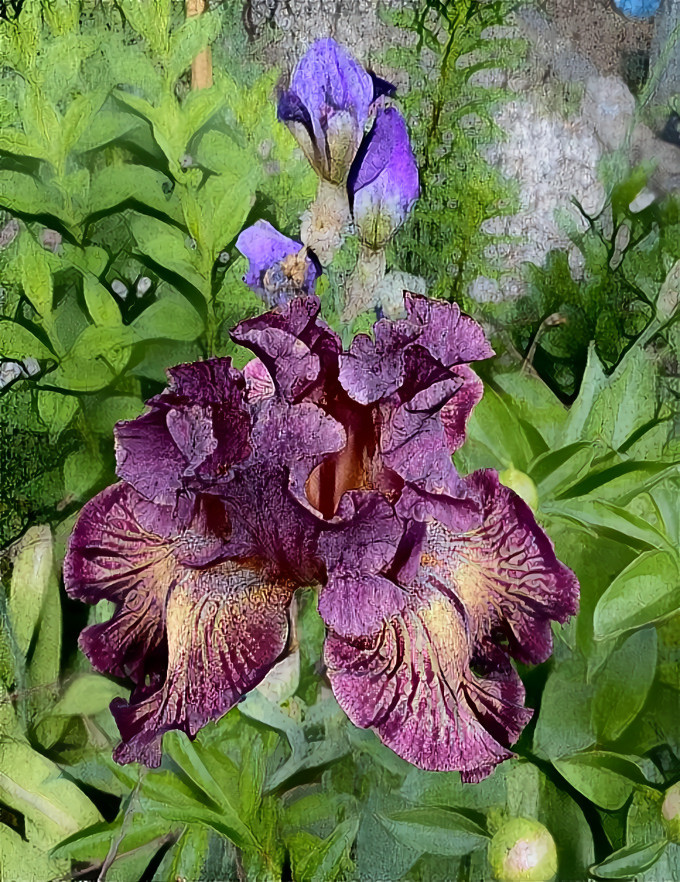Gorgeous Iris. 