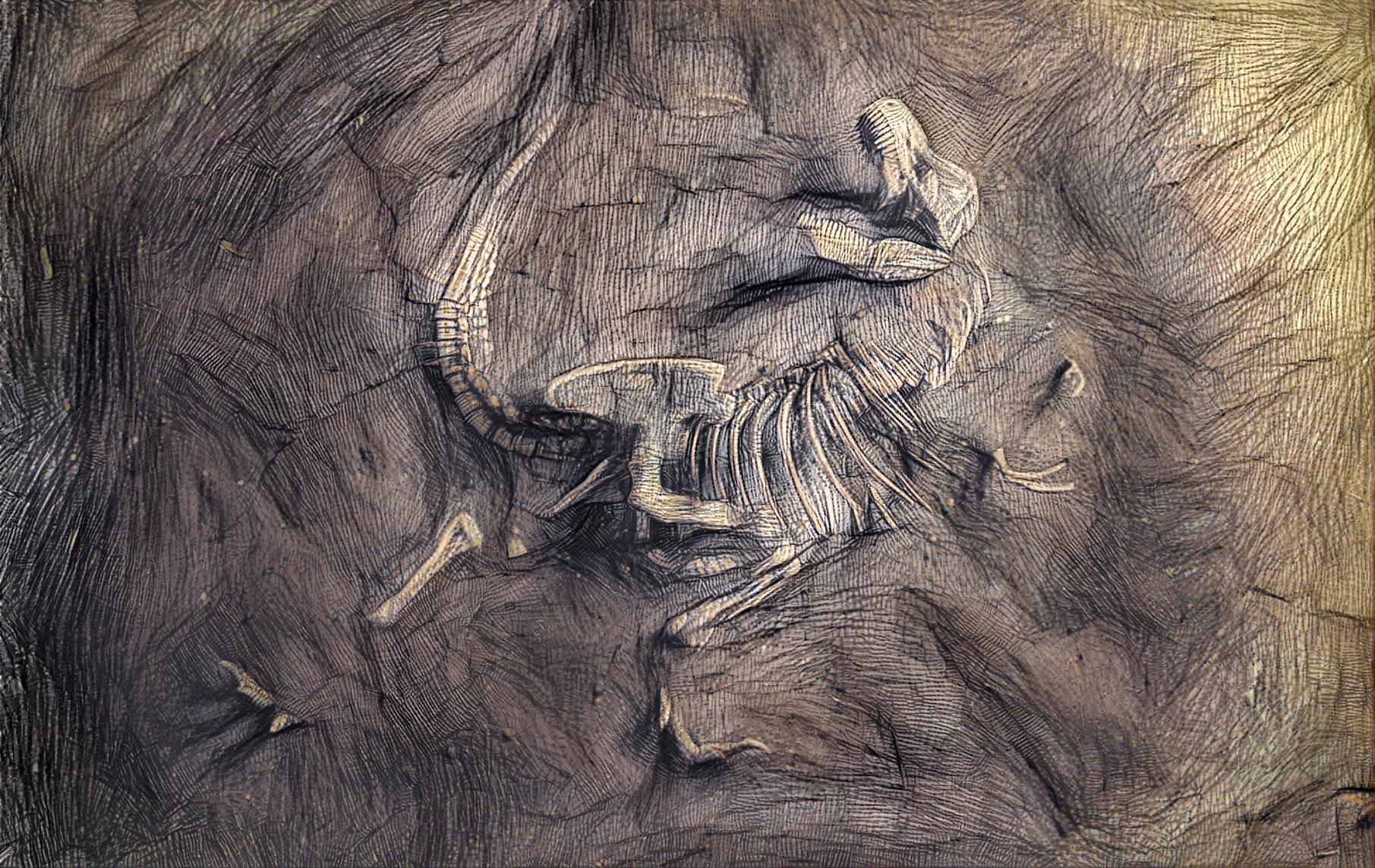 Drawn Fossil