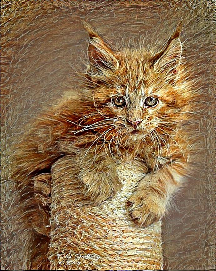 ~ Purrfection, Maine Coon ~