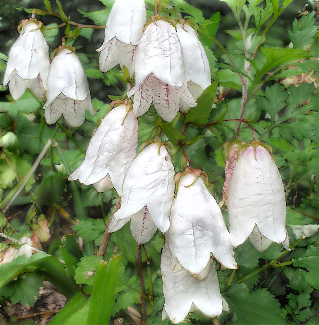Bell-like white flower