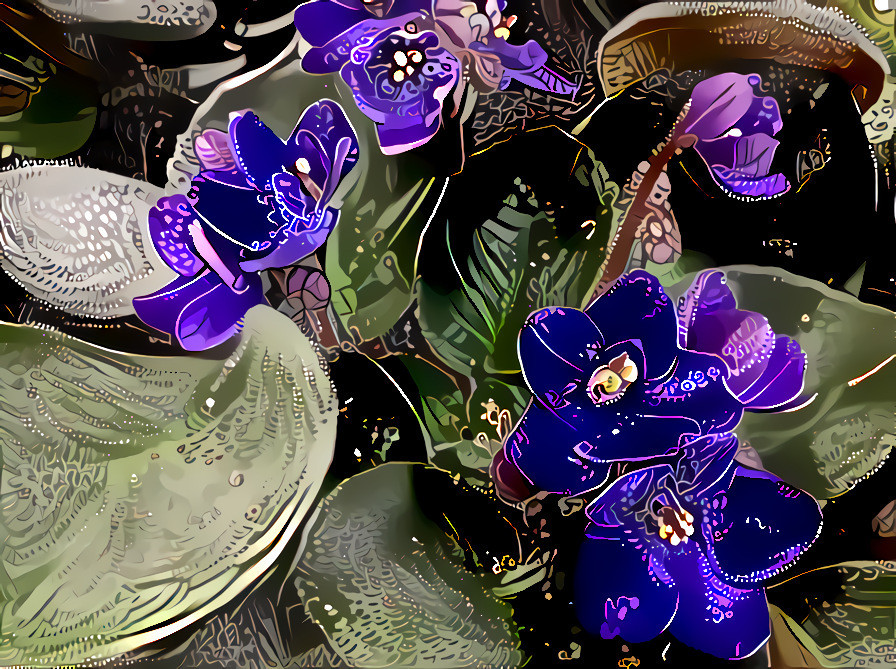 African Violets #1.