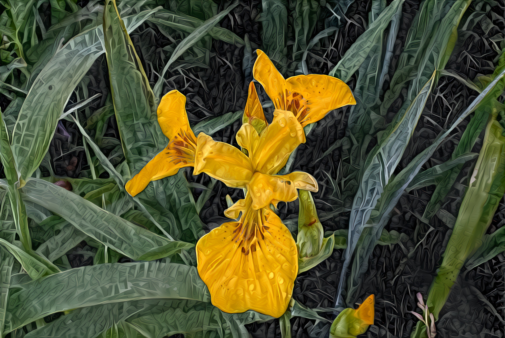 Wild Iris, Green Leaves