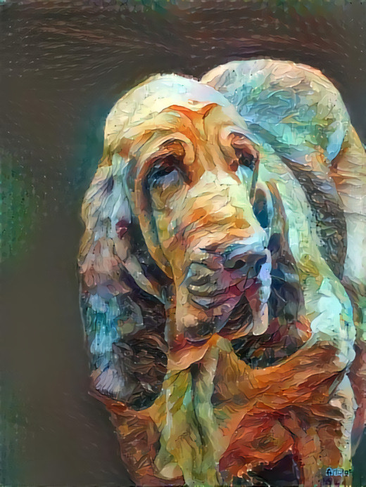 My bloodhound Iranda