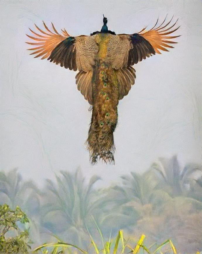 Peacock Ascent