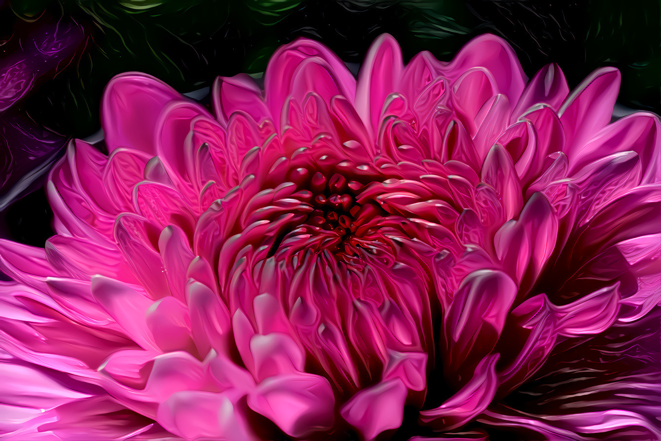 Chrysanthemum 3d