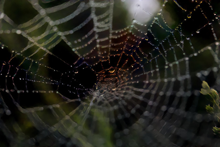 Dew Web