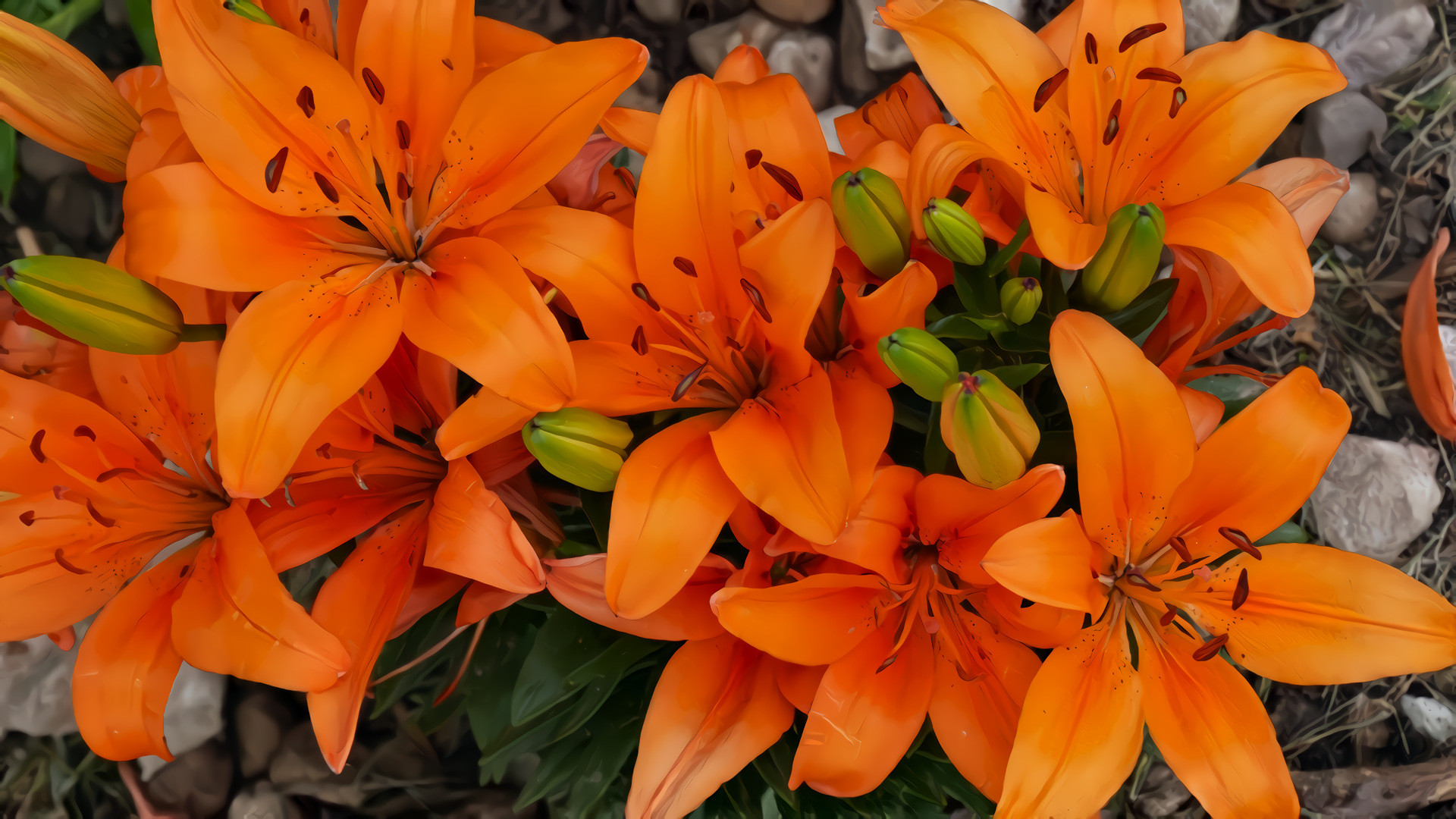 Deep Orange Lilies
