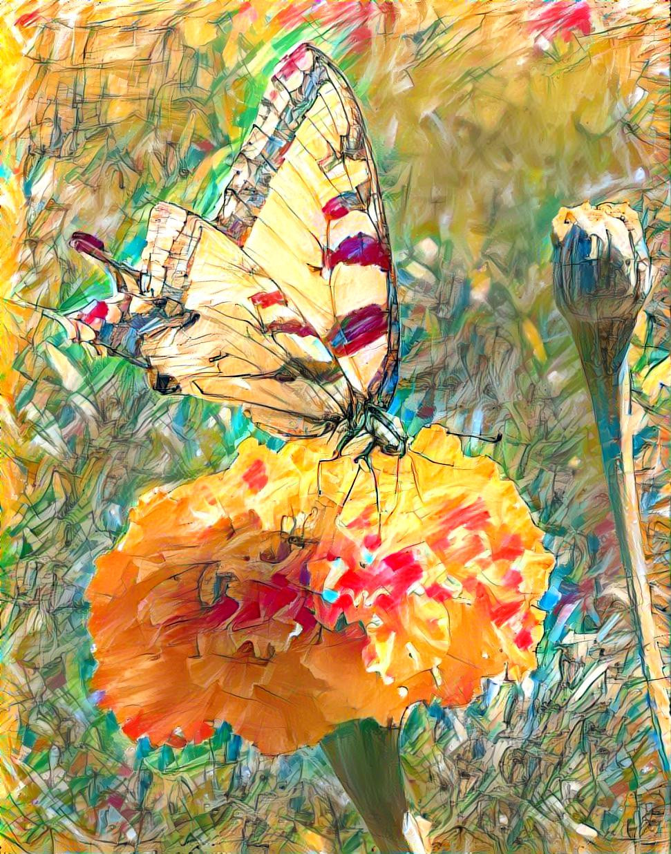 Swallowtail butterfly on marigold