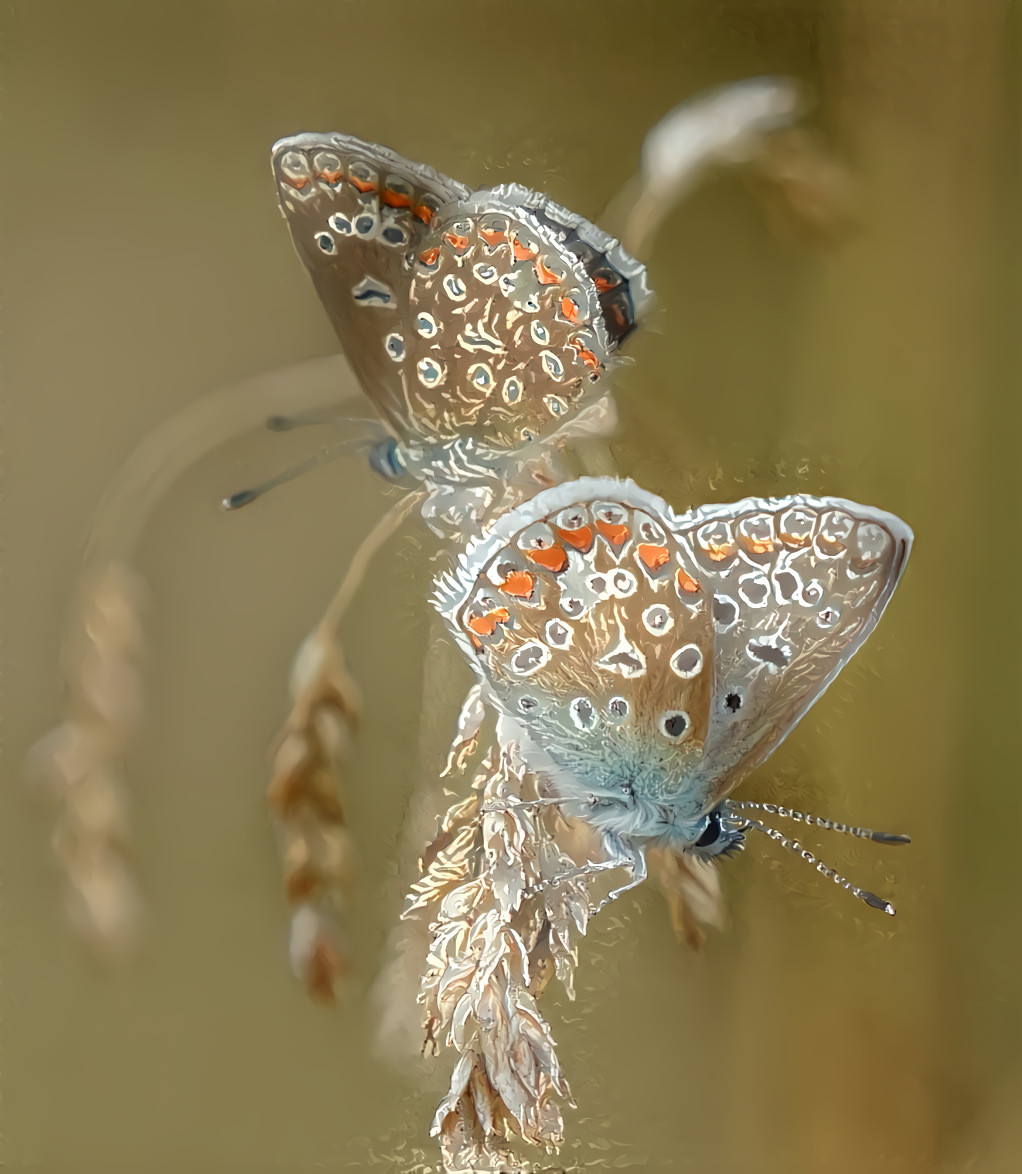 Two butterflies (AI-frosted)